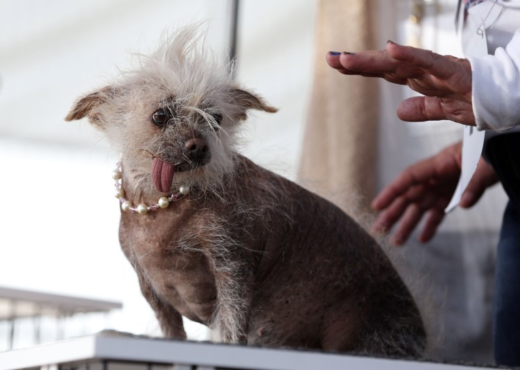 Китайская хохлатая Сэм