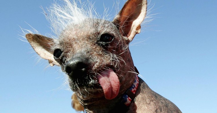 Голландская овчарка Квазимодо