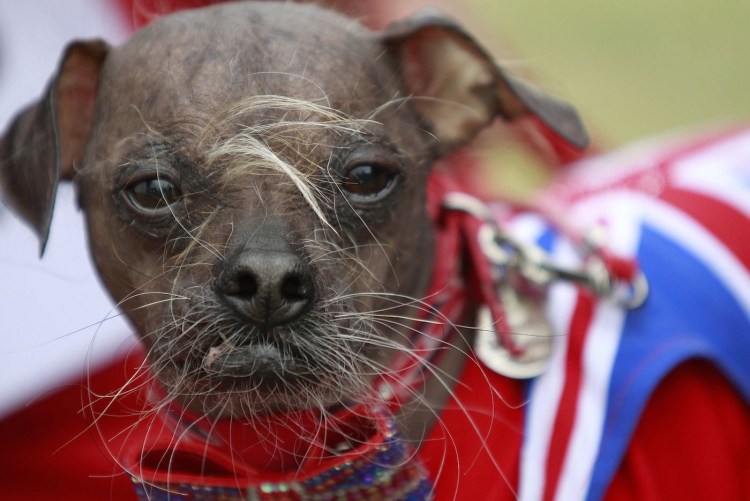 Китайская хохлатая сутулая