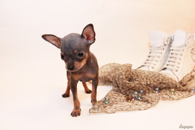 Вязаная одежда для той терьера