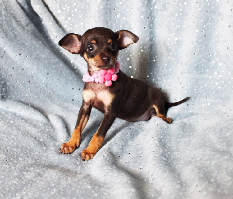 Карликовый той терьер