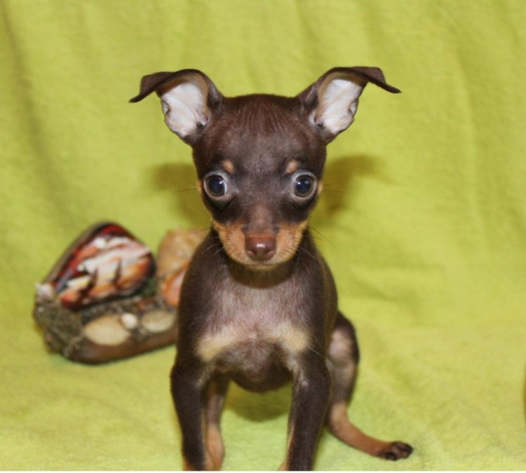 Одежда для той терьера