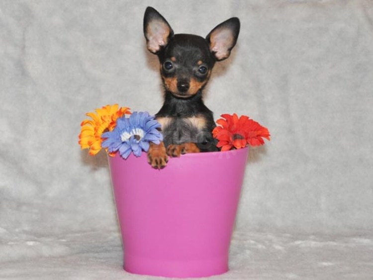 Чихуа чихуа комбез