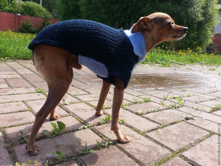 Свитер для собаки спицами Татьяна Кучерова