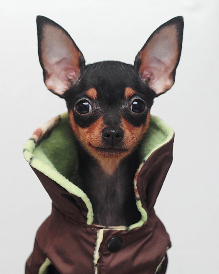 Шапка 'собака'