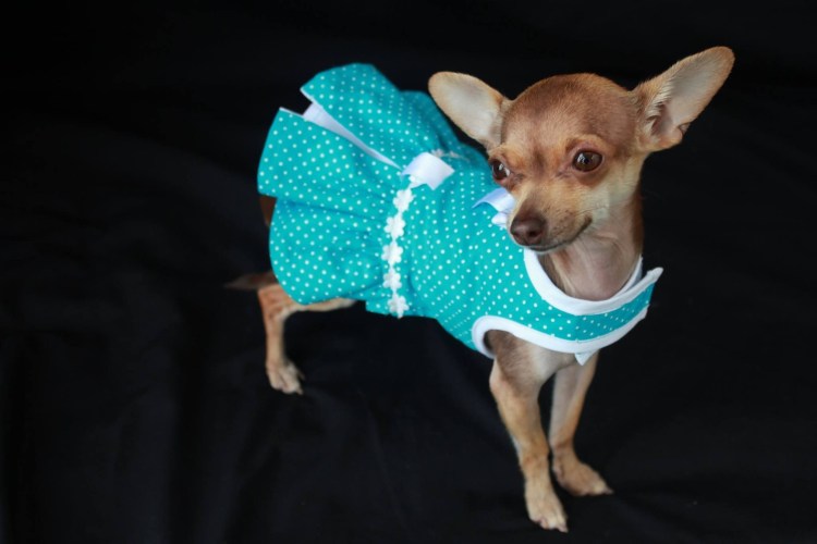 Вязаная одежда для маленьких собак