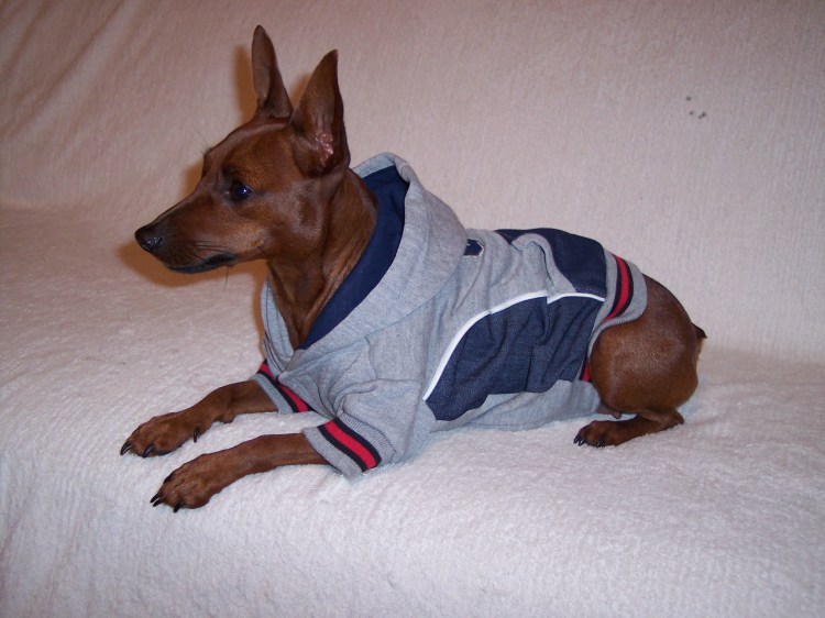 Костюм для той терьера девочки зимний