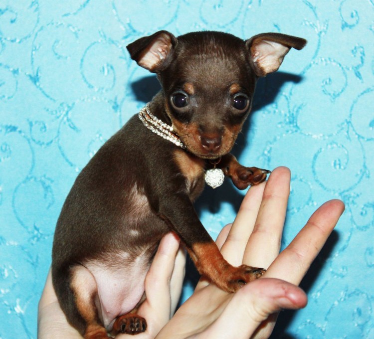 Московский той терьер гладкошерстный