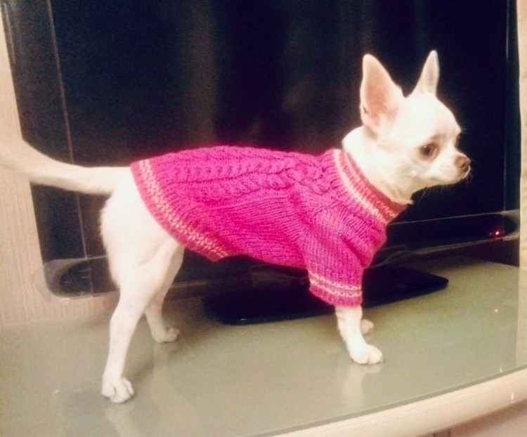 Той терьер крупный