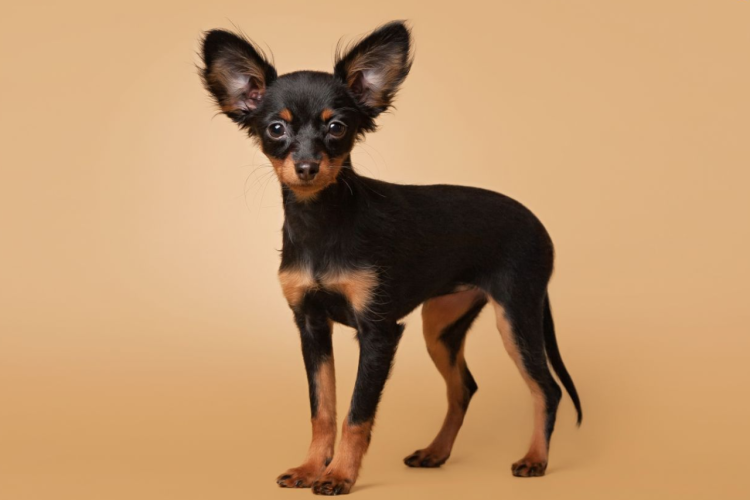 Одежда для маленьких собак