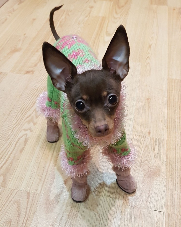 Мексиканский карликовый терьер