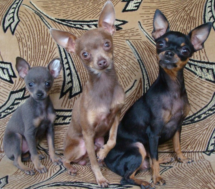 Одежда для щенков той терьера