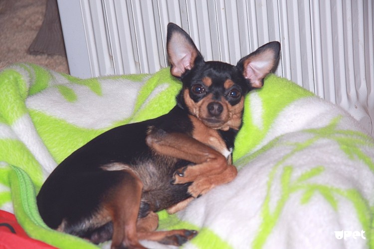 Йоркширский терьер