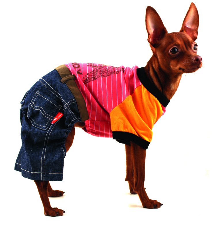 Лиловый той терьер в одежде