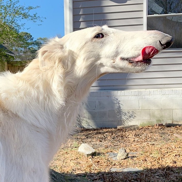 Борзая Эрис