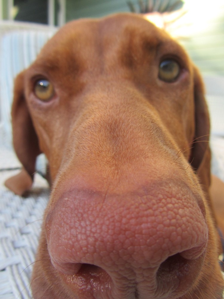 Борзая Эрис собака