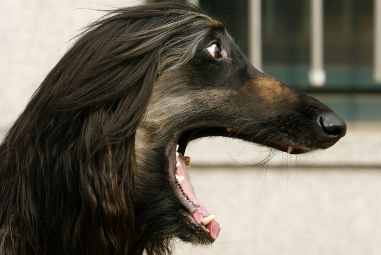 Собака большой нос