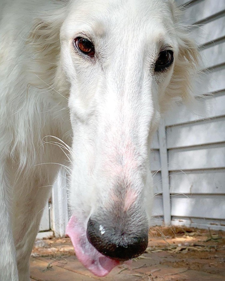 Борзая Эрис собака