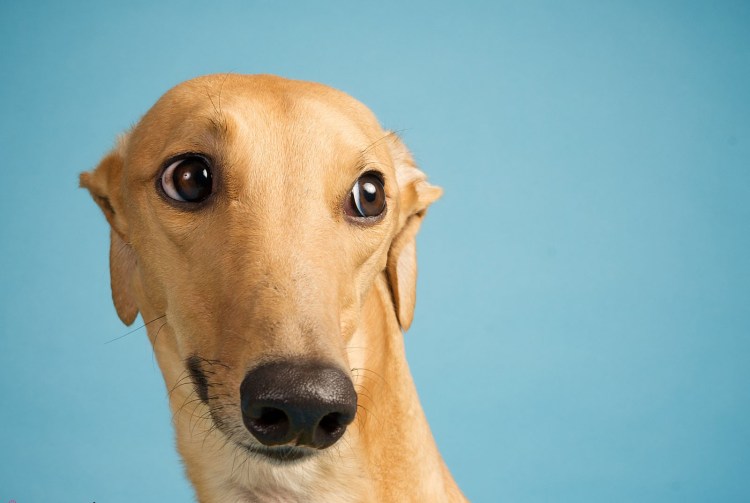 Смешные собаки