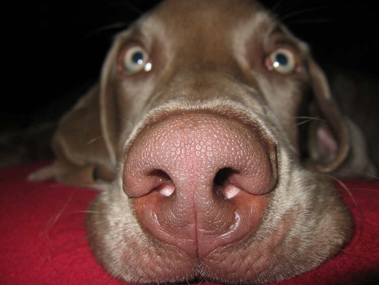 Собака лицом в камеру