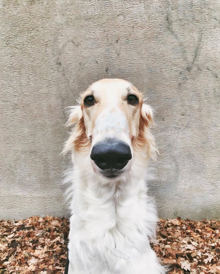 Русская борзая с длинным носом