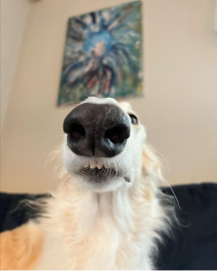 Борзая Эрис