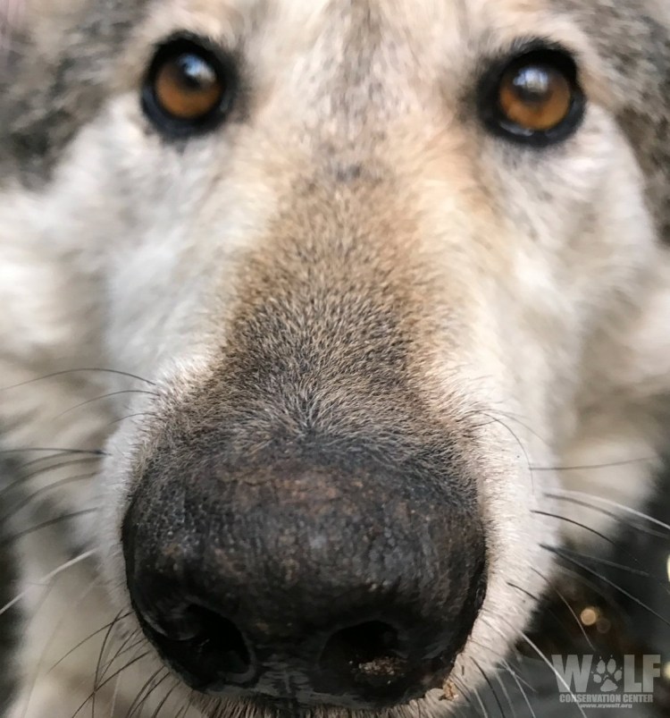 Борзая Грейхаунд морда