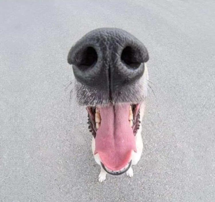 Борзая Эрис порода