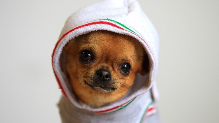 Чихуахуа пушистый красивый одежда