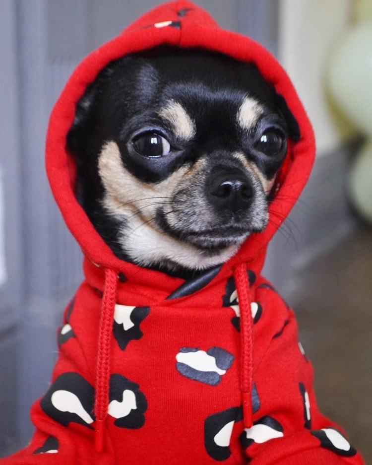 Одежда для собак