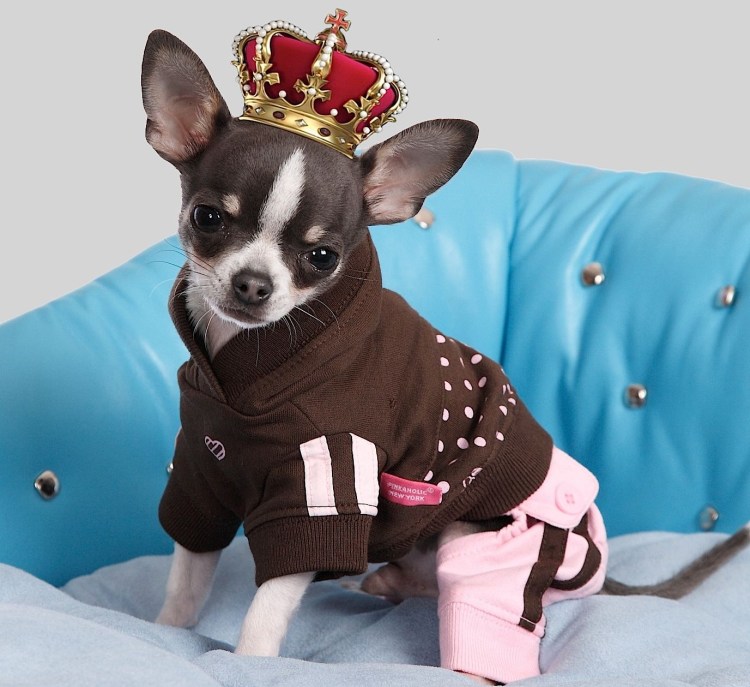 Модные породы собак маленькие