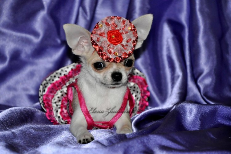Одежда для чихуахуа девочек