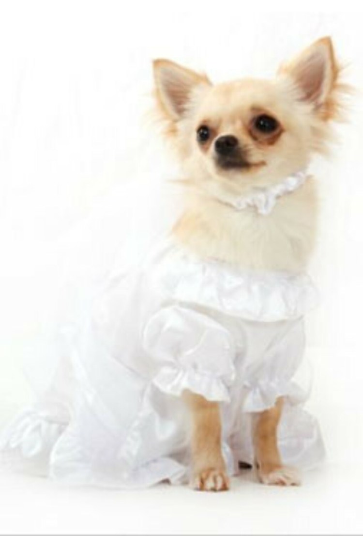 Чихуахуа Милли