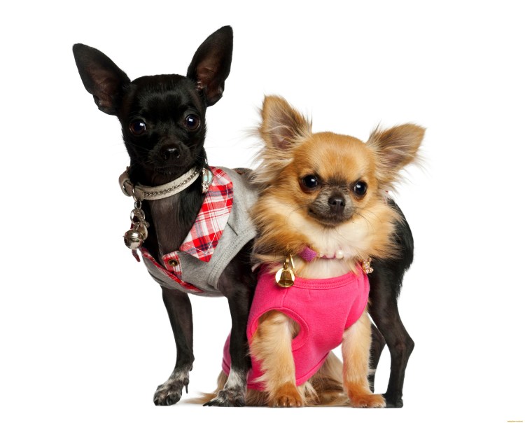 Чихуа чихуа комбез