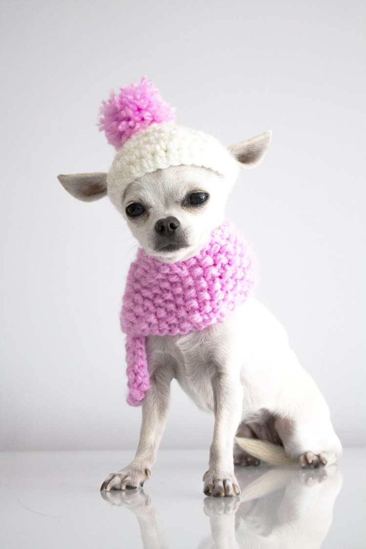 Чихуахуа Поппи