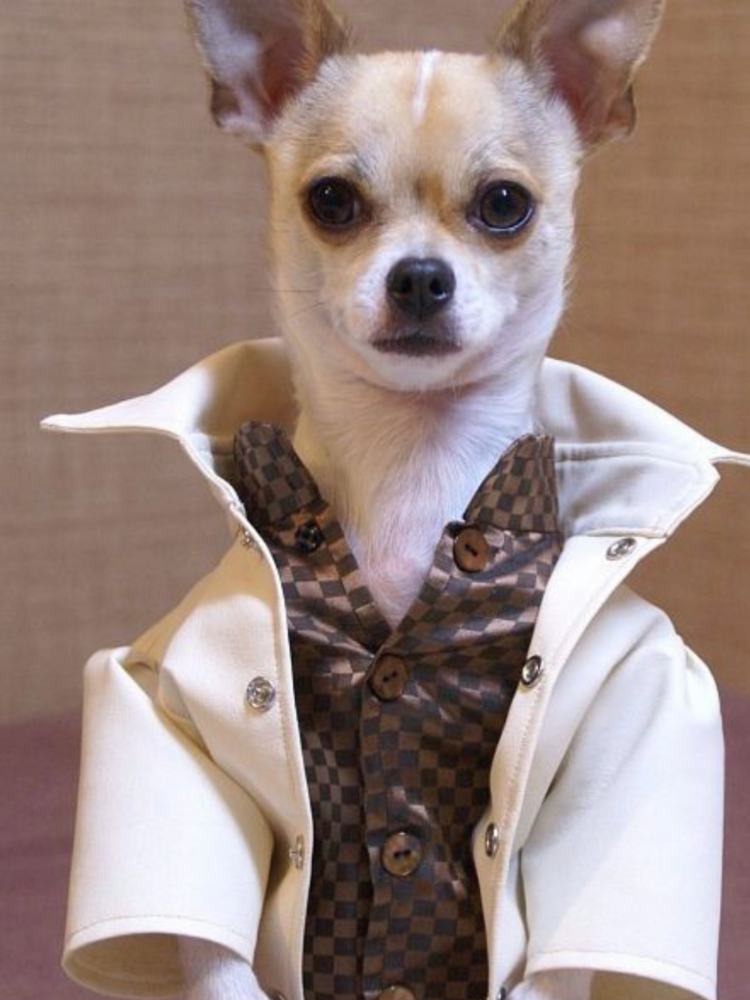 Животные в одежде