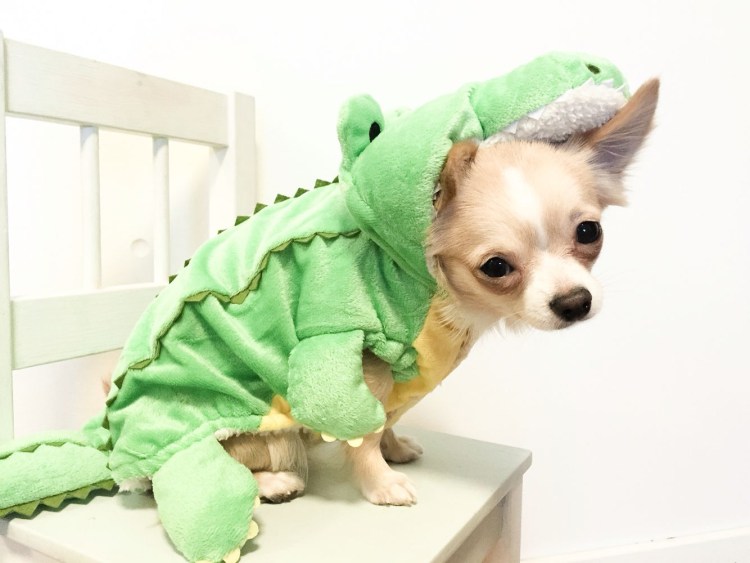 Чихуа в одежде