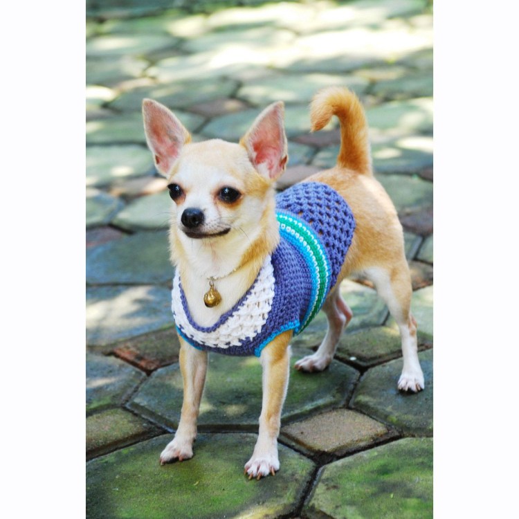 Чихуахуа в платье