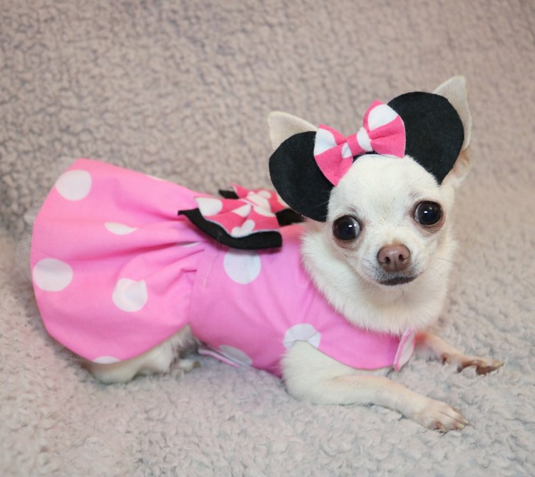Чихуахуа в платье