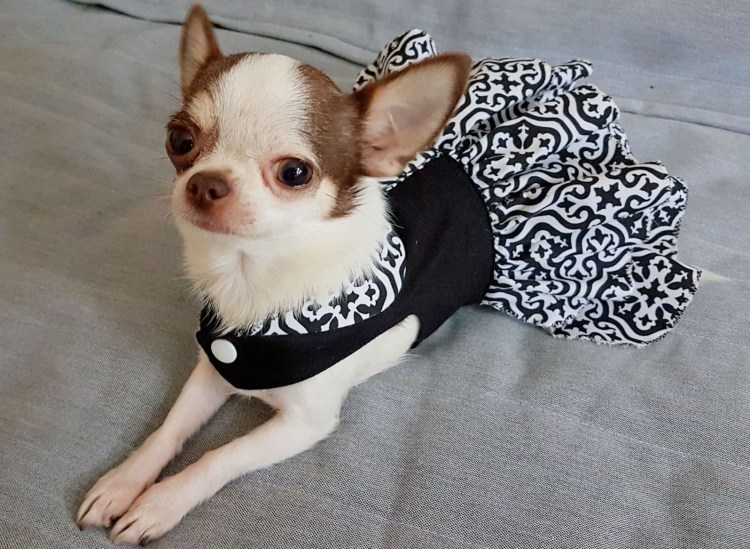Чихуа в одежде