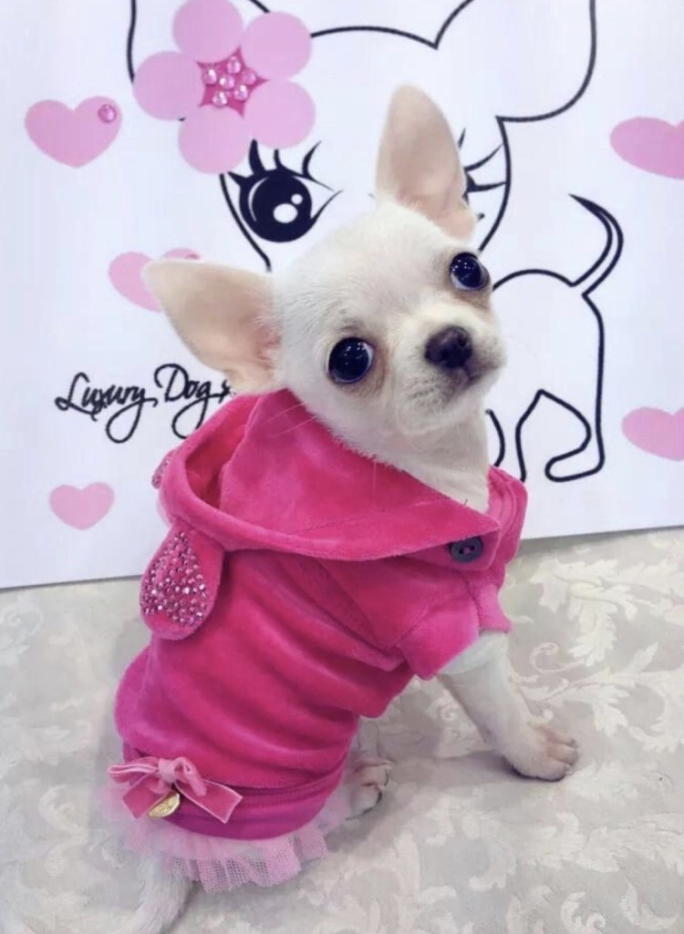 Чихуахуа в костюмчике