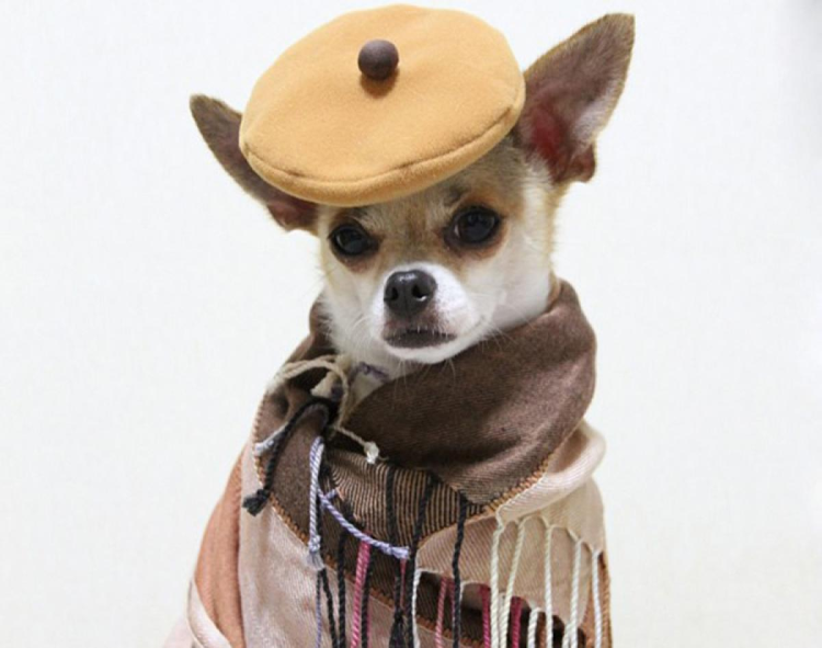 Собака чихуахуа