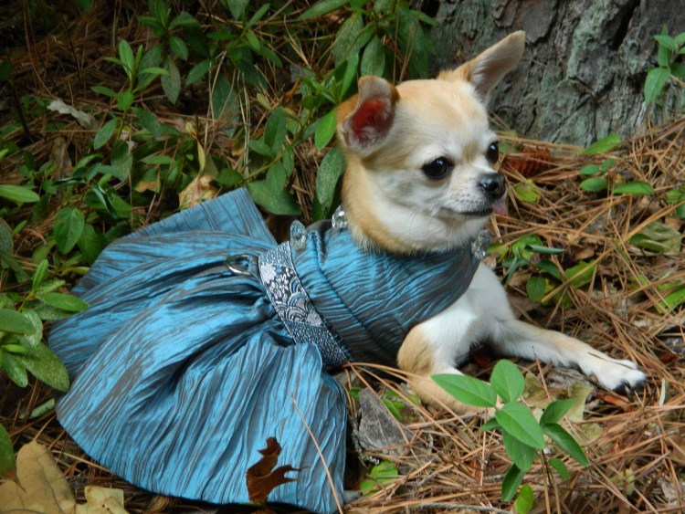 Порода собак чихуахуа