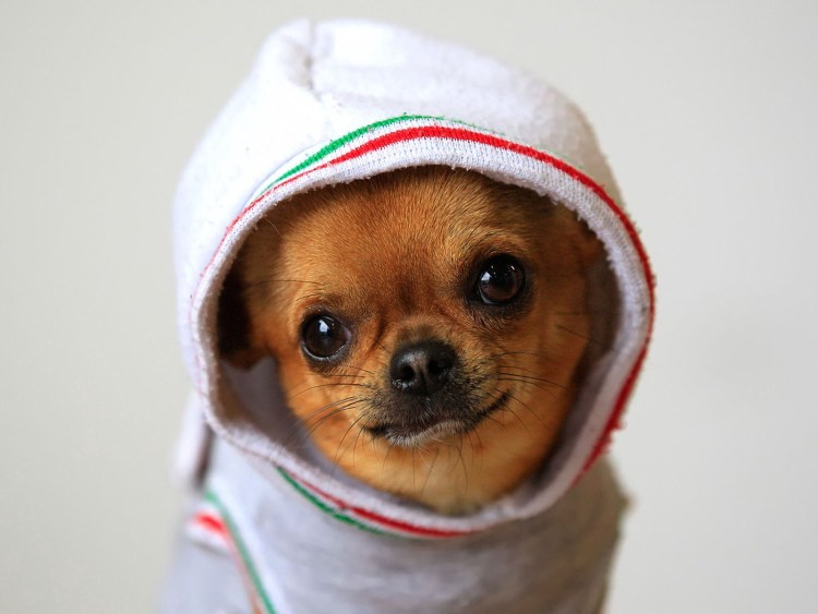 Чиа-Хуа-Хуа мини