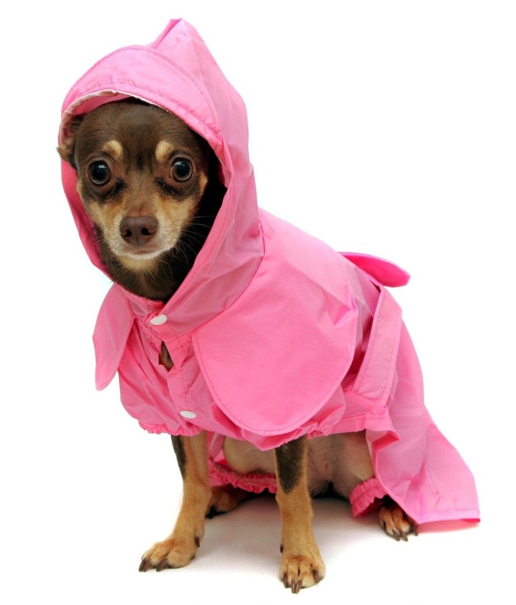 Собачья мода