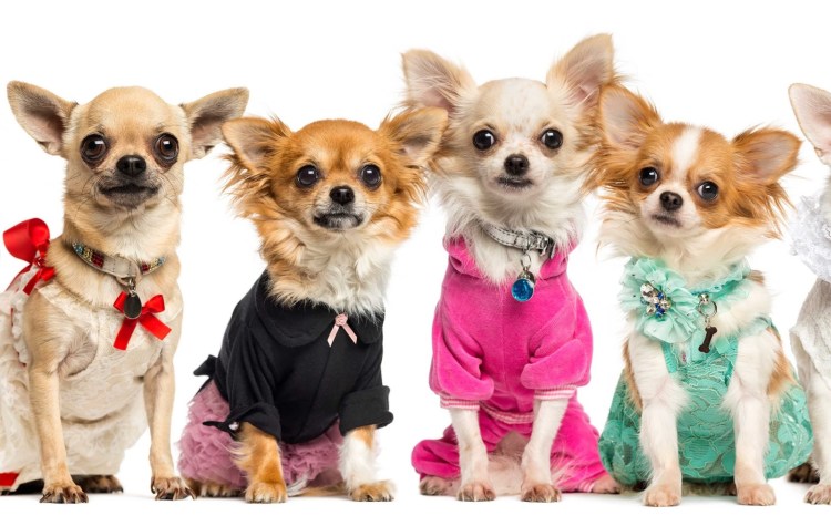 Платье для собак