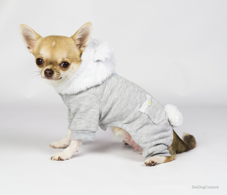 Чихуахуа в платье