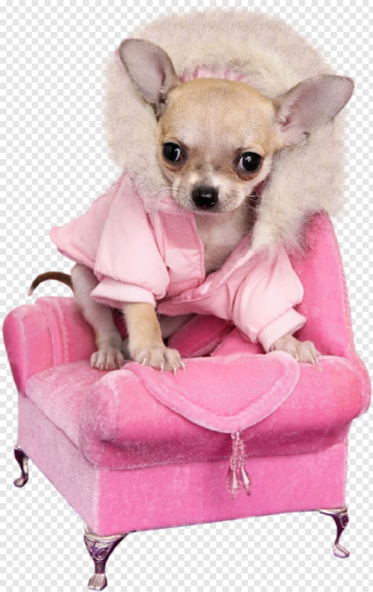 Пальто для чихуахуа