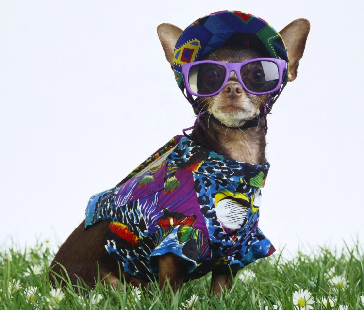 Одежда для собак мелких пород чихуахуа