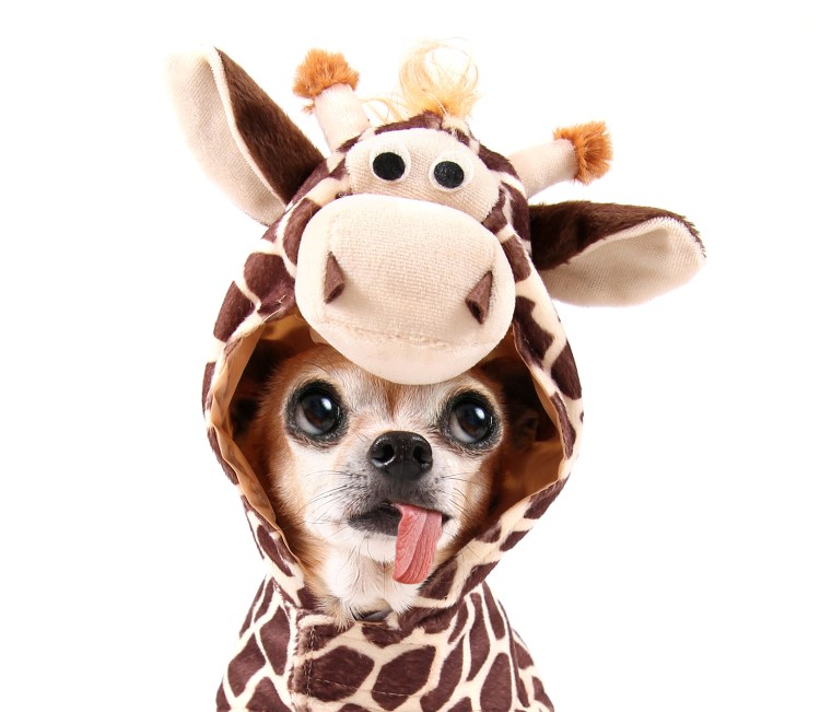 Чихуахуа прикольные фото